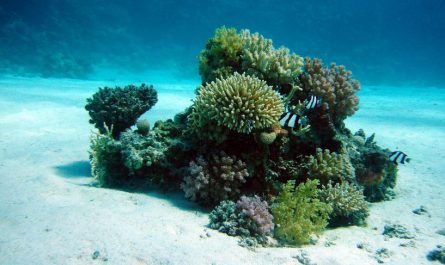 7 Symbolic Meanings of Dreaming of Coral