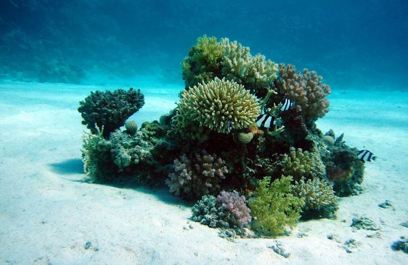 7 Symbolic Meanings of Dreaming of Coral