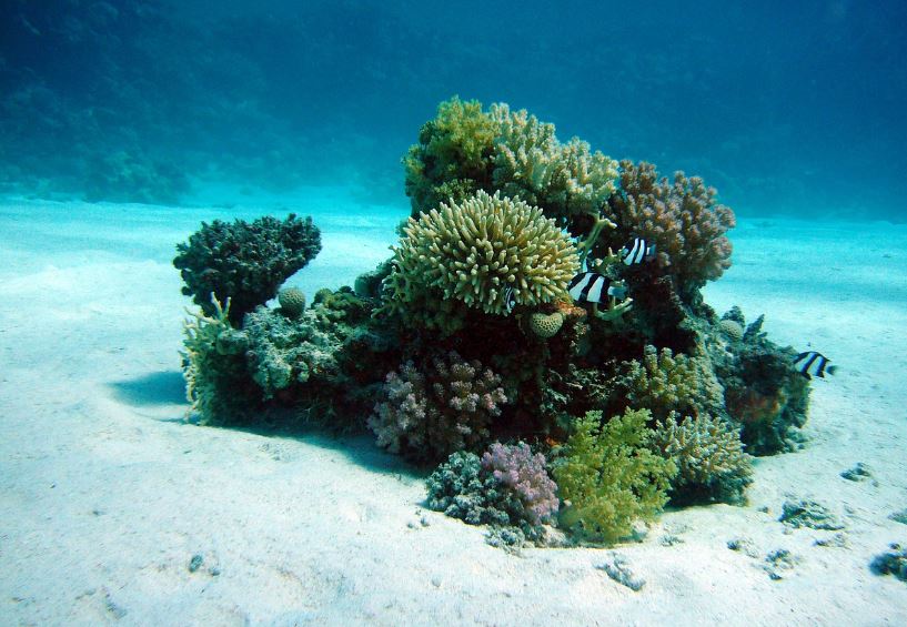 7 Symbolic Meanings of Dreaming of Coral