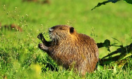7 symbolic meanings of dreaming of beaver rats