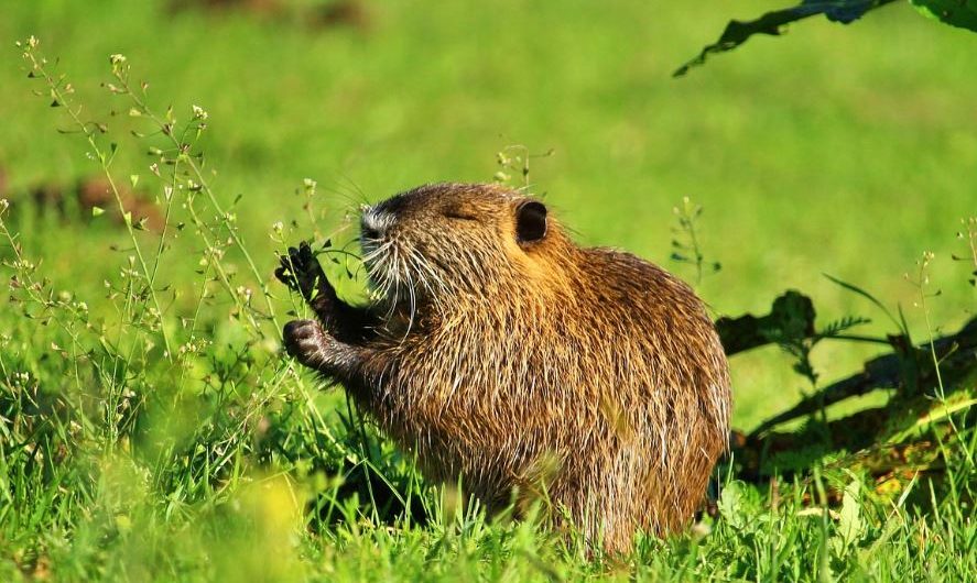 7 symbolic meanings of dreaming of beaver rats