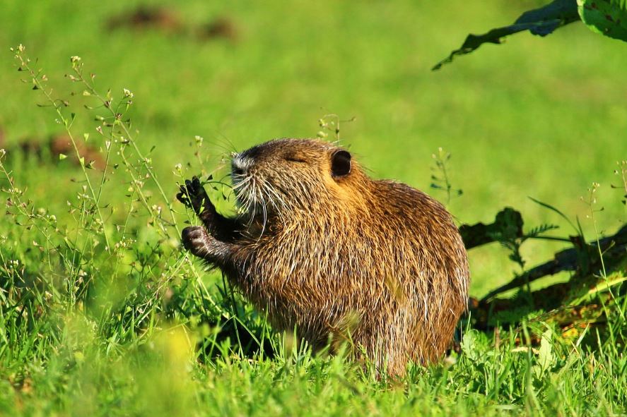 7 symbolic meanings of dreaming of beaver rats