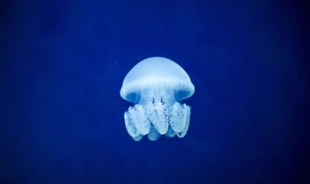 10 symbolic meanings of dreaming of jellyfish