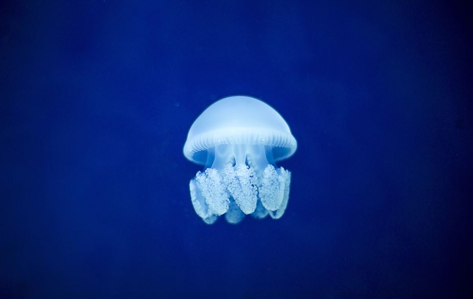 10 symbolic meanings of dreaming of jellyfish