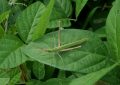 9 symbolic meanings of dreaming of grasshoppers