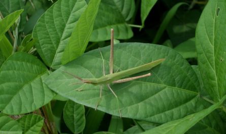 9 symbolic meanings of dreaming of grasshoppers