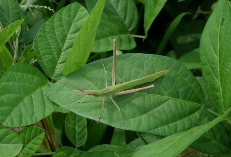 9 symbolic meanings of dreaming of grasshoppers