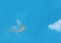 6 symbolic meanings of dreaming of mayflies