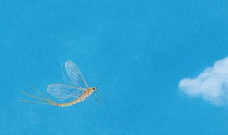 6 symbolic meanings of dreaming of mayflies