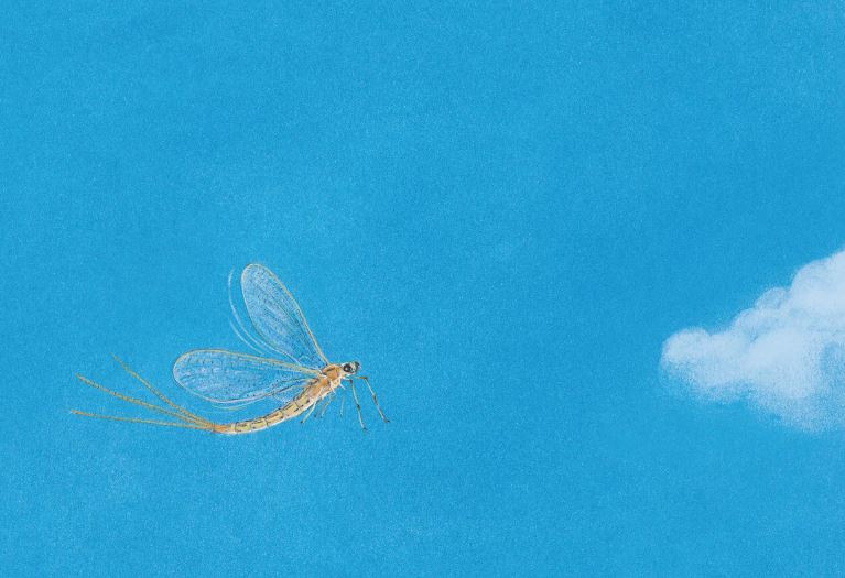 6 symbolic meanings of dreaming of mayflies