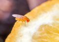 7 symbolic meanings of dreaming of fruit flies