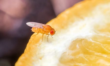 7 symbolic meanings of dreaming of fruit flies