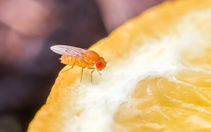 7 symbolic meanings of dreaming of fruit flies