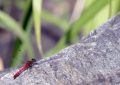8 symbolic meanings of dreaming of a red dragonfly
