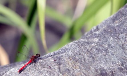 8 symbolic meanings of dreaming of a red dragonfly