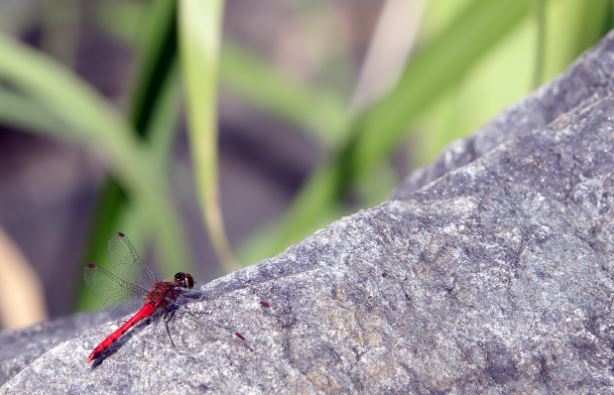 8 symbolic meanings of dreaming of a red dragonfly