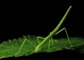 17 symbolic meanings of dreaming of stick bugs