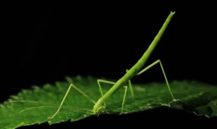 17 symbolic meanings of dreaming of stick bugs