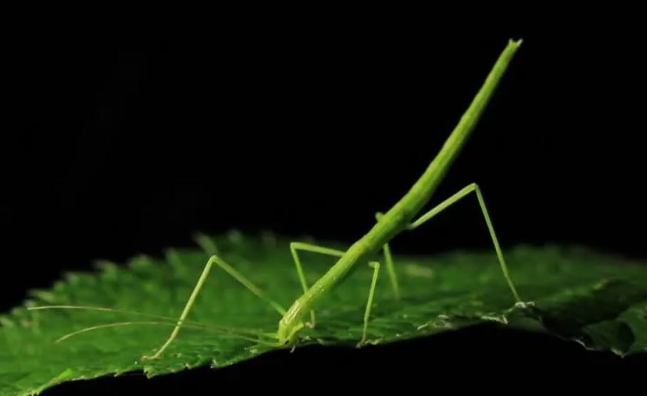 17 symbolic meanings of dreaming of stick bugs