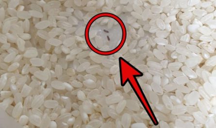 9 symbolic meanings of dreaming of rice worms