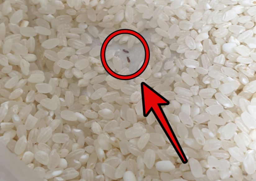 9 symbolic meanings of dreaming of rice worms