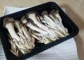 6 symbolic meanings of dreaming of oyster mushrooms