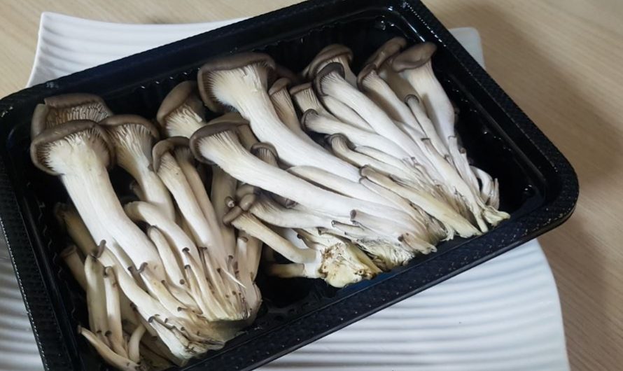6 symbolic meanings of dreaming of oyster mushrooms