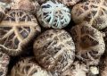 7 symbolic meanings of dreaming of shiitake mushrooms