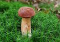 7 symbolic meanings of dreaming about matsutake mushrooms