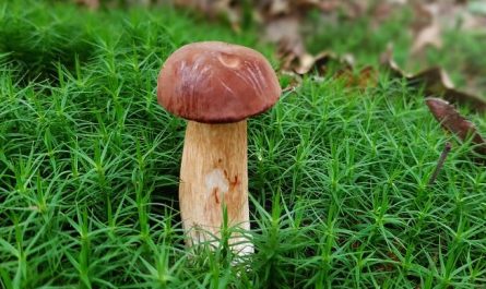 7 symbolic meanings of dreaming about matsutake mushrooms