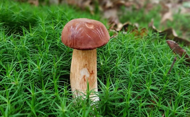 7 symbolic meanings of dreaming about matsutake mushrooms