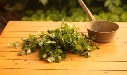 7 symbolic meanings of dreaming of coriander