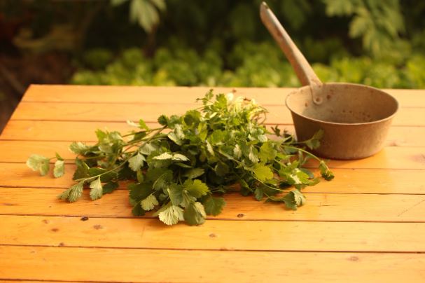 7 symbolic meanings of dreaming of coriander