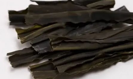 6 symbolic meanings of dreaming of kelp