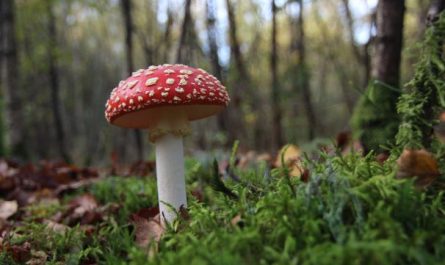 7 symbolic meanings of dreaming of poisonous mushrooms