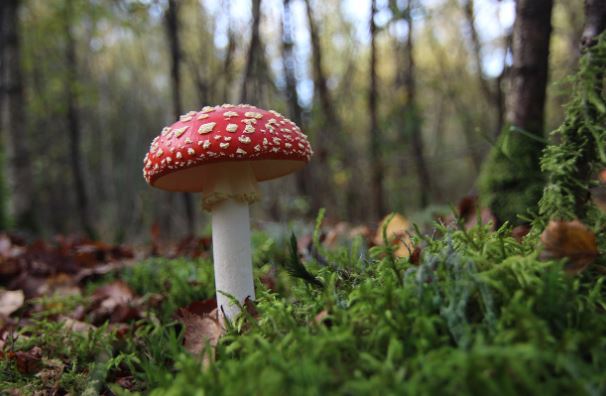 7 symbolic meanings of dreaming of poisonous mushrooms