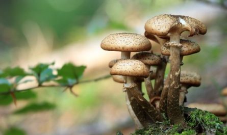 11 symbolic meanings of dreaming of mushrooms