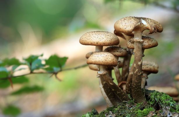 11 symbolic meanings of dreaming of mushrooms