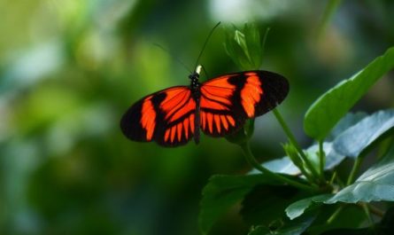 6 symbolic meanings of dreaming of a red butterfly