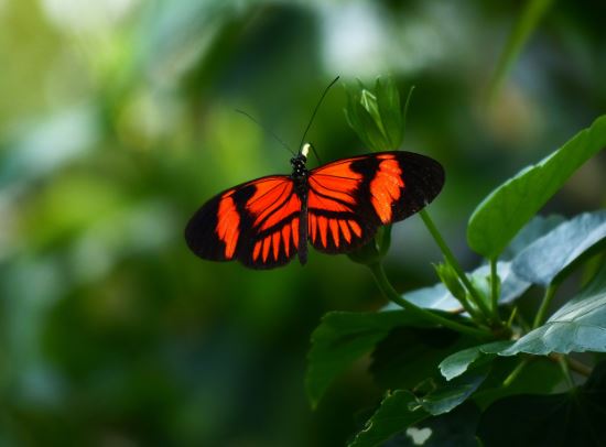 6 symbolic meanings of dreaming of a red butterfly