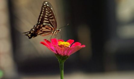 8 symbolic meanings of dreaming of swallowtail butterflies