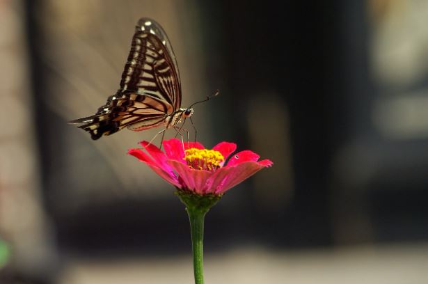 8 symbolic meanings of dreaming of swallowtail butterflies