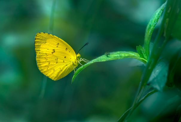 6 Symbolic Meanings of Dreaming of Yellow Butterflies
