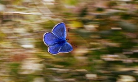 5 Symbolic Meanings of Dreaming of Blue Butterflies
