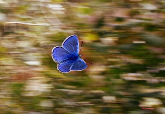5 Symbolic Meanings of Dreaming of Blue Butterflies