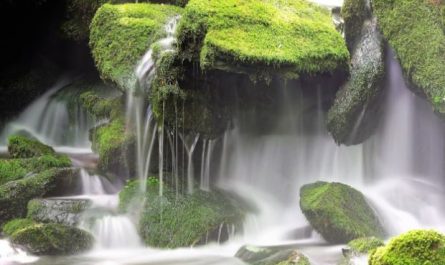 6 symbolic meanings of dreaming of moss
