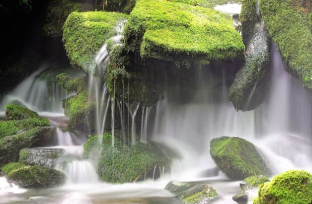 6 symbolic meanings of dreaming of moss