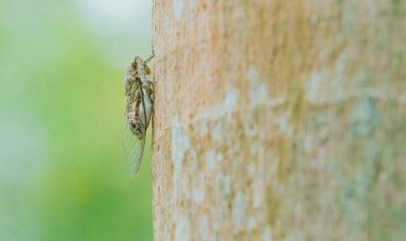 10 symbolic meanings of dreaming of cicadas