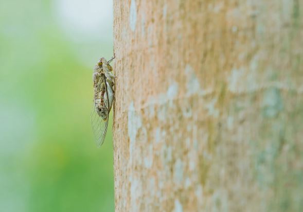 10 symbolic meanings of dreaming of cicadas