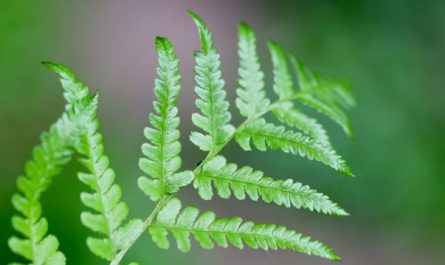 9 Symbolic Meanings of Dreaming of Ferns
